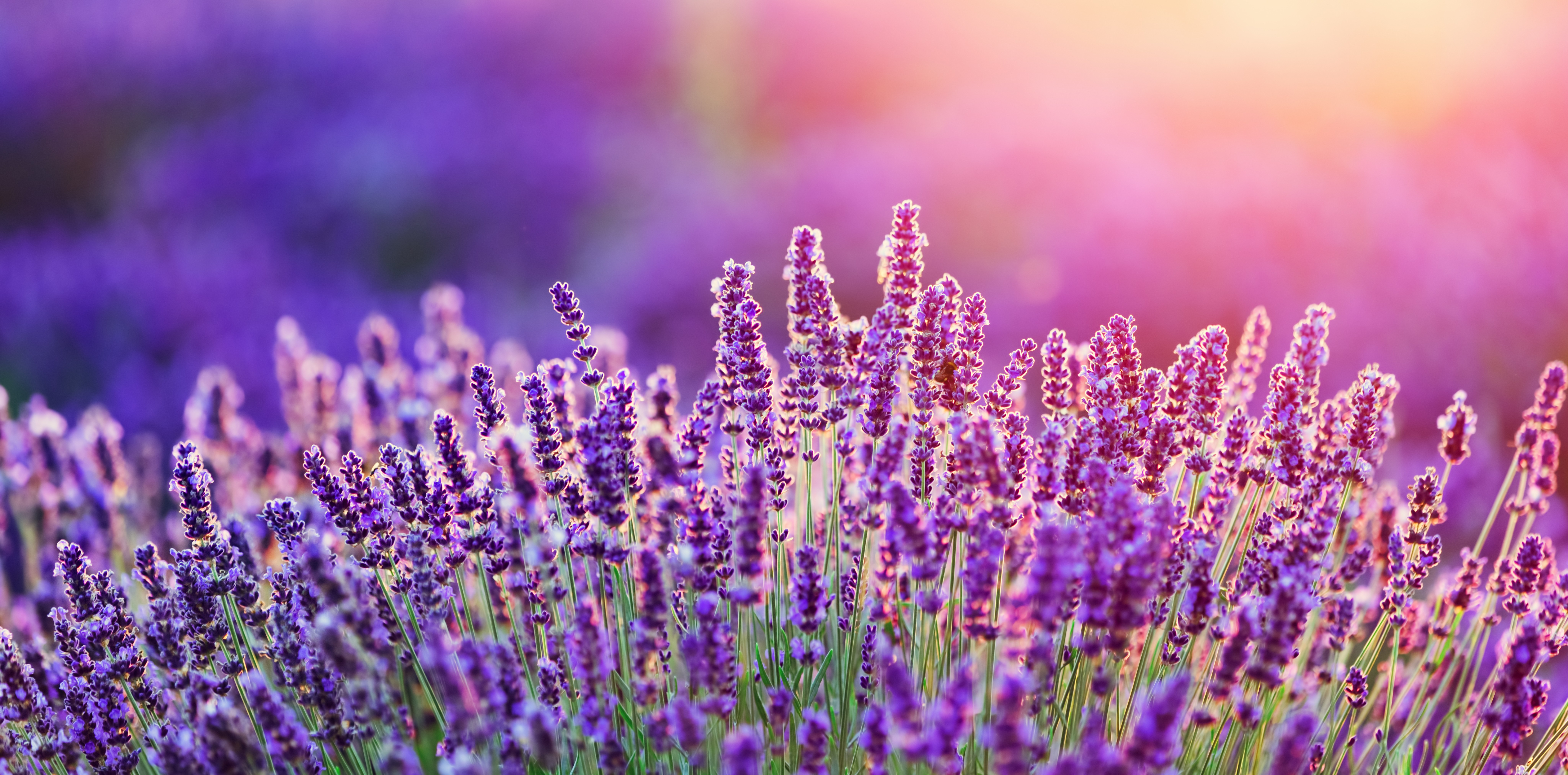 image of purple flowers